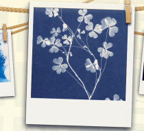 Workshop Cyanotype Photography